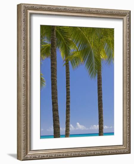 Palm Trees on Beach-Jonathan Hicks-Framed Photographic Print