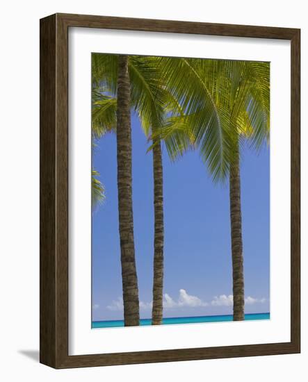 Palm Trees on Beach-Jonathan Hicks-Framed Photographic Print