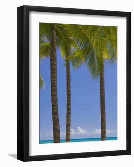 Palm Trees on Beach-Jonathan Hicks-Framed Photographic Print