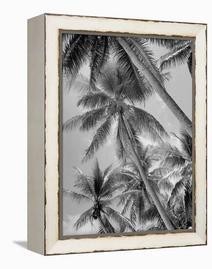 Palm Trees on Ellice Islands, Tuvalu-Peter Stackpole-Framed Premier Image Canvas