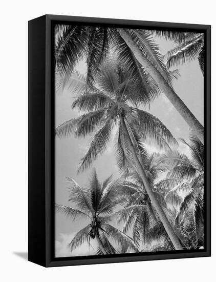 Palm Trees on Ellice Islands, Tuvalu-Peter Stackpole-Framed Premier Image Canvas