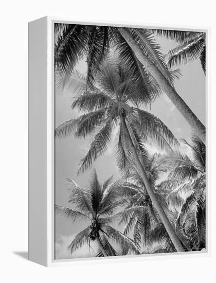 Palm Trees on Ellice Islands, Tuvalu-Peter Stackpole-Framed Premier Image Canvas