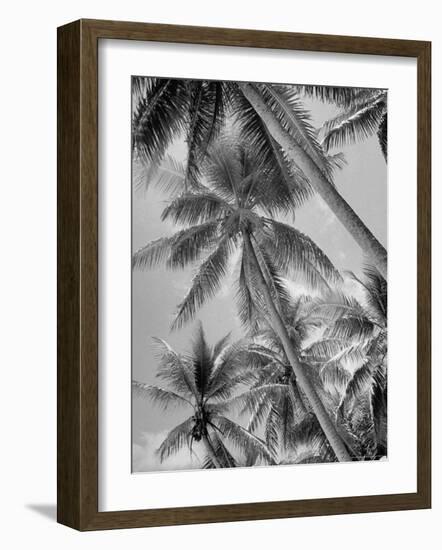 Palm Trees on Ellice Islands, Tuvalu-Peter Stackpole-Framed Photographic Print