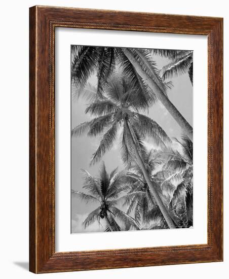 Palm Trees on Ellice Islands, Tuvalu-Peter Stackpole-Framed Photographic Print