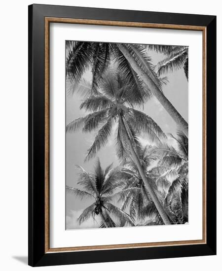 Palm Trees on Ellice Islands, Tuvalu-Peter Stackpole-Framed Photographic Print