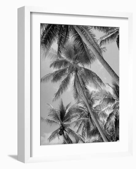 Palm Trees on Ellice Islands, Tuvalu-Peter Stackpole-Framed Photographic Print