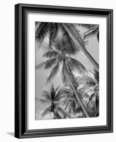 Palm Trees on Ellice Islands, Tuvalu-Peter Stackpole-Framed Photographic Print