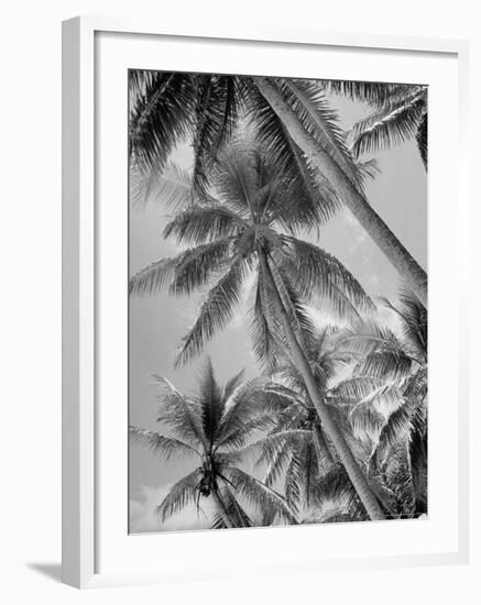 Palm Trees on Ellice Islands, Tuvalu-Peter Stackpole-Framed Photographic Print