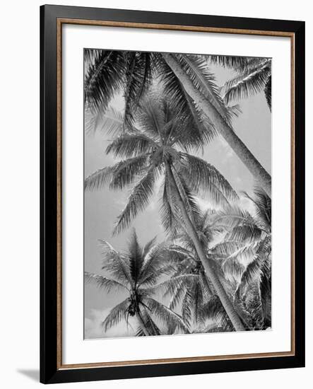 Palm Trees on Ellice Islands, Tuvalu-Peter Stackpole-Framed Photographic Print