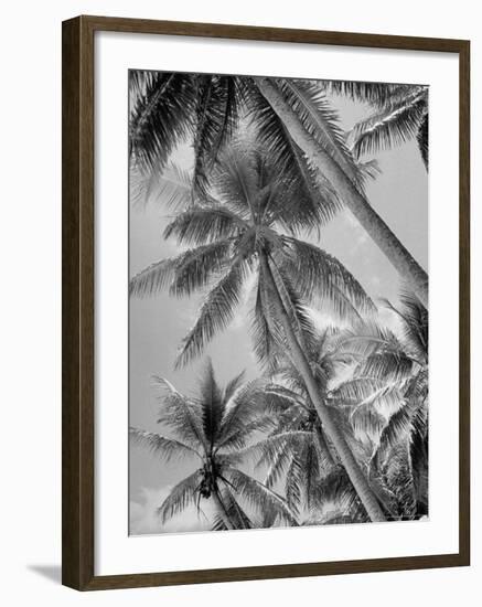 Palm Trees on Ellice Islands, Tuvalu-Peter Stackpole-Framed Photographic Print