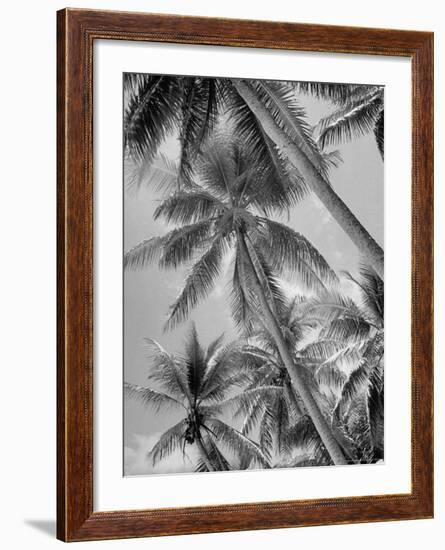 Palm Trees on Ellice Islands, Tuvalu-Peter Stackpole-Framed Photographic Print