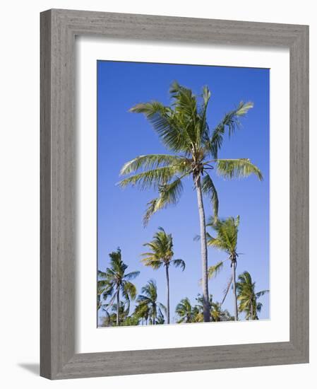 Palm Trees on Ibo Island, Part of the Quirimbas Archipelago, Mozambique-Julian Love-Framed Photographic Print