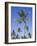 Palm Trees on Ibo Island, Part of the Quirimbas Archipelago, Mozambique-Julian Love-Framed Photographic Print