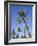 Palm Trees on Ibo Island, Part of the Quirimbas Archipelago, Mozambique-Julian Love-Framed Photographic Print