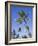 Palm Trees on Ibo Island, Part of the Quirimbas Archipelago, Mozambique-Julian Love-Framed Photographic Print