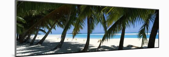 Palm Trees on the Beach, Aitutaki, Cook Islands-null-Mounted Photographic Print
