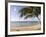Palm Trees on the Beach, Anini Beach, Kauai, Hawaii, USA-null-Framed Photographic Print
