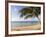 Palm Trees on the Beach, Anini Beach, Kauai, Hawaii, USA-null-Framed Photographic Print