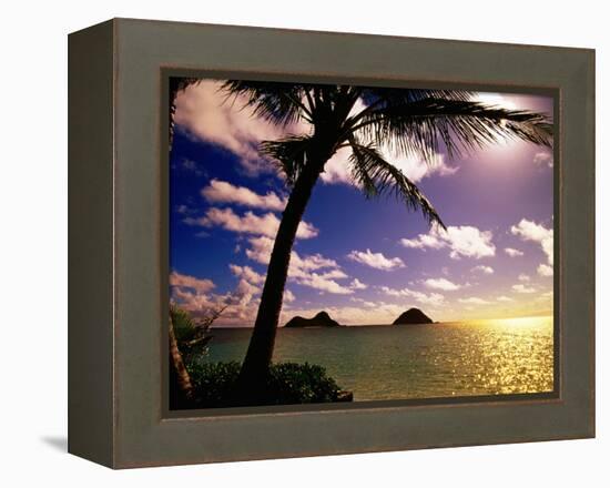 Palm Trees on the Beach at Sunset, Lanikai, U.S.A.-Ann Cecil-Framed Premier Image Canvas