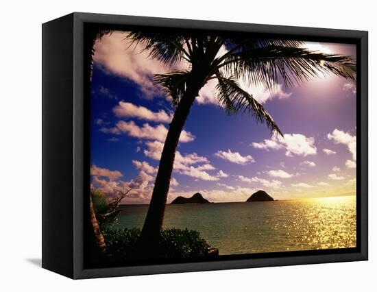 Palm Trees on the Beach at Sunset, Lanikai, U.S.A.-Ann Cecil-Framed Premier Image Canvas