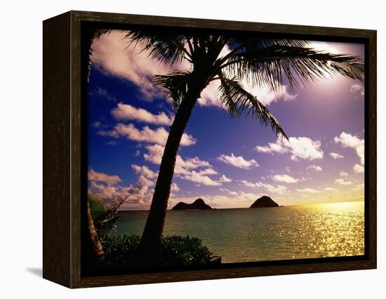 Palm Trees on the Beach at Sunset, Lanikai, U.S.A.-Ann Cecil-Framed Premier Image Canvas