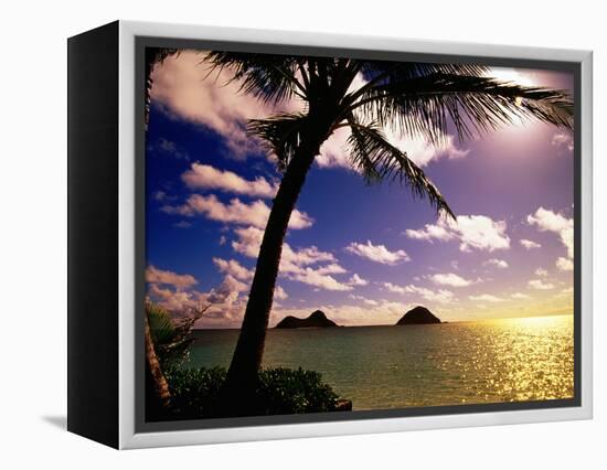 Palm Trees on the Beach at Sunset, Lanikai, U.S.A.-Ann Cecil-Framed Premier Image Canvas