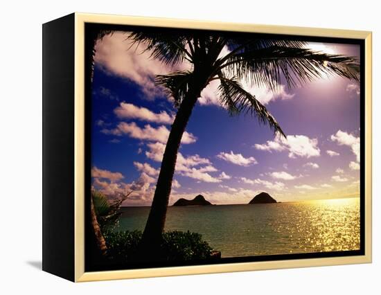 Palm Trees on the Beach at Sunset, Lanikai, U.S.A.-Ann Cecil-Framed Premier Image Canvas