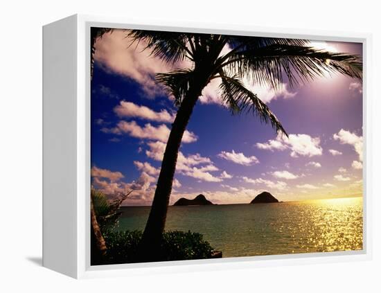 Palm Trees on the Beach at Sunset, Lanikai, U.S.A.-Ann Cecil-Framed Premier Image Canvas