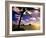 Palm Trees on the Beach at Sunset, Lanikai, U.S.A.-Ann Cecil-Framed Photographic Print