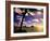 Palm Trees on the Beach at Sunset, Lanikai, U.S.A.-Ann Cecil-Framed Photographic Print