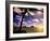 Palm Trees on the Beach at Sunset, Lanikai, U.S.A.-Ann Cecil-Framed Photographic Print