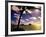 Palm Trees on the Beach at Sunset, Lanikai, U.S.A.-Ann Cecil-Framed Photographic Print