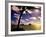 Palm Trees on the Beach at Sunset, Lanikai, U.S.A.-Ann Cecil-Framed Photographic Print