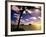 Palm Trees on the Beach at Sunset, Lanikai, U.S.A.-Ann Cecil-Framed Photographic Print