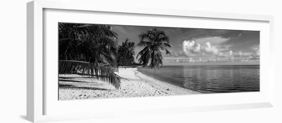 Palm Trees on the Beach, Matira Beach, Bora Bora, French Polynesia-null-Framed Photographic Print