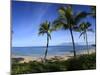Palm Trees on the Beach, Maui, Hawaii, USA-null-Mounted Photographic Print