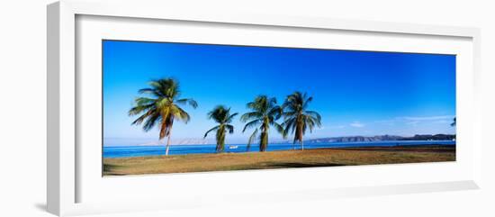 Palm Trees on the Beach, Puerto La Cruz, Anzoategui State, Venezuela-null-Framed Photographic Print