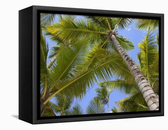 Palm Trees, Punta Cana, Dominican Republic, West Indies, Caribbean, Central America-Frank Fell-Framed Premier Image Canvas