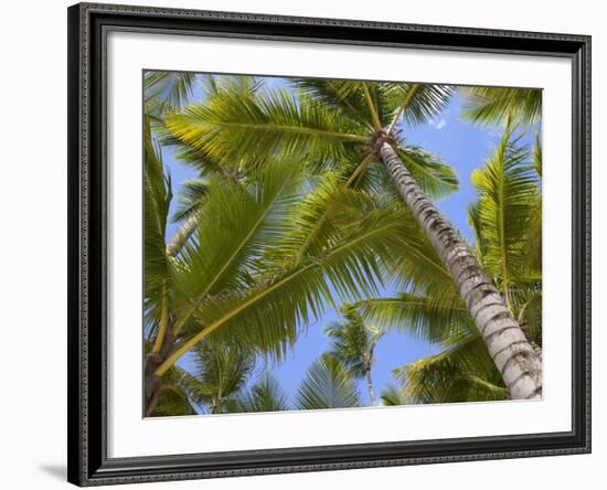 Palm Trees, Punta Cana, Dominican Republic, West Indies, Caribbean, Central America-Frank Fell-Framed Photographic Print