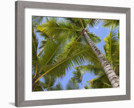 Palm Trees, Punta Cana, Dominican Republic, West Indies, Caribbean, Central America-Frank Fell-Framed Photographic Print