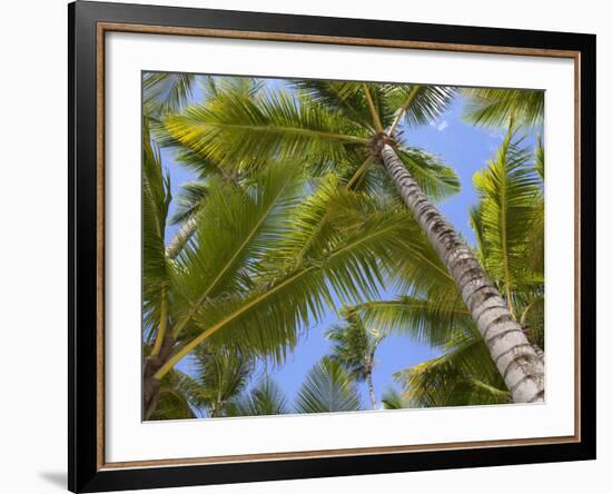 Palm Trees, Punta Cana, Dominican Republic, West Indies, Caribbean, Central America-Frank Fell-Framed Photographic Print