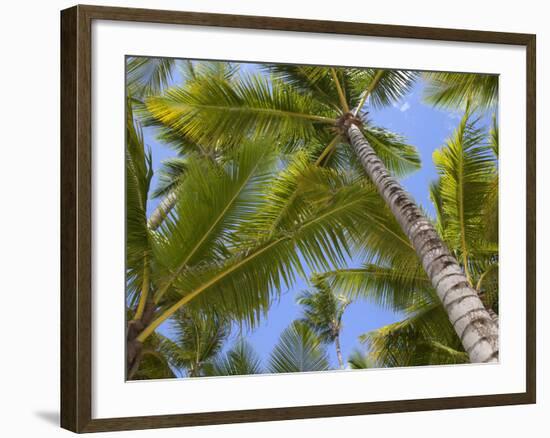 Palm Trees, Punta Cana, Dominican Republic, West Indies, Caribbean, Central America-Frank Fell-Framed Photographic Print