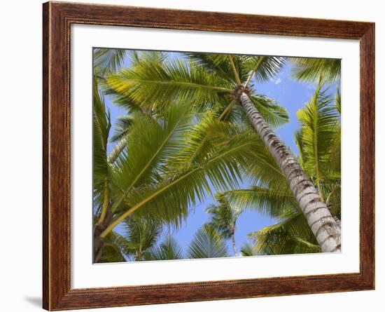 Palm Trees, Punta Cana, Dominican Republic, West Indies, Caribbean, Central America-Frank Fell-Framed Photographic Print