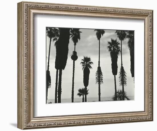 Palm Trees, Santa Barbara, California, 1958-Brett Weston-Framed Photographic Print