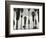 Palm Trees, Santa Barbara, California, 1958-Brett Weston-Framed Photographic Print