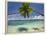 Palm Trees, Shangri-La Fijian Resort, Yanuca Island, Coral Coast, Viti Levu, Fiji, South Pacific-David Wall-Framed Premier Image Canvas