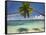 Palm Trees, Shangri-La Fijian Resort, Yanuca Island, Coral Coast, Viti Levu, Fiji, South Pacific-David Wall-Framed Premier Image Canvas