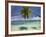 Palm Trees, Shangri-La Fijian Resort, Yanuca Island, Coral Coast, Viti Levu, Fiji, South Pacific-David Wall-Framed Photographic Print