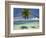 Palm Trees, Shangri-La Fijian Resort, Yanuca Island, Coral Coast, Viti Levu, Fiji, South Pacific-David Wall-Framed Photographic Print