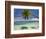 Palm Trees, Shangri-La Fijian Resort, Yanuca Island, Coral Coast, Viti Levu, Fiji, South Pacific-David Wall-Framed Photographic Print